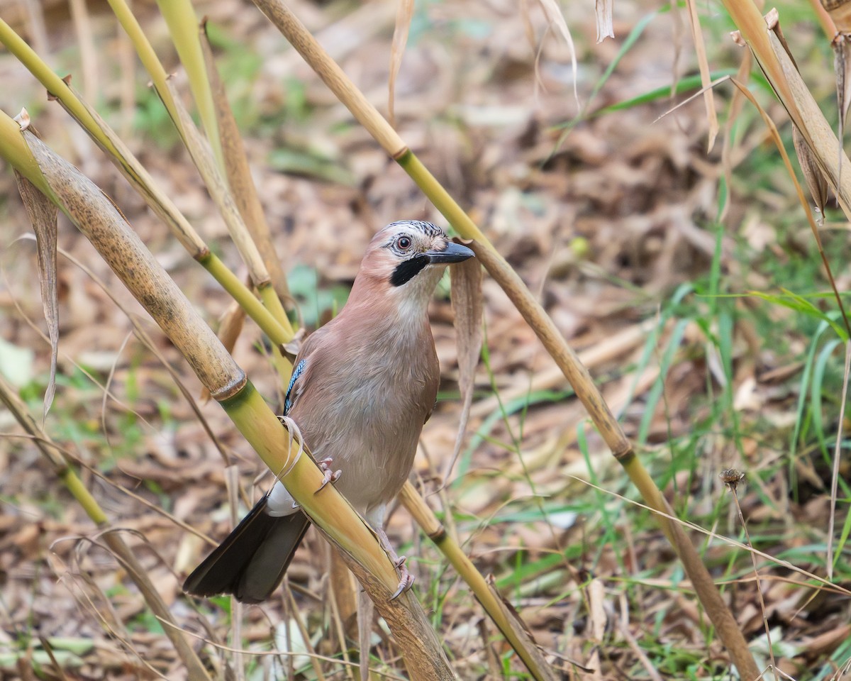Eurasian Jay - ML646126686