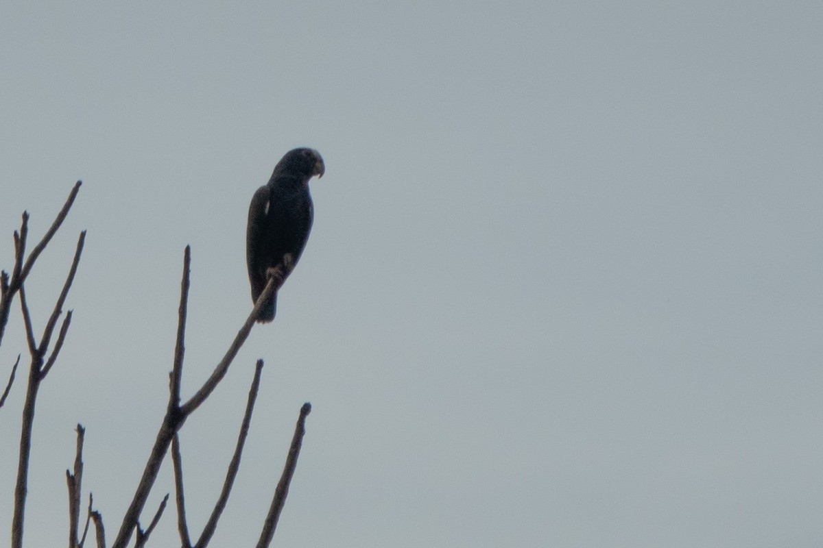 Loro Senil - ML646126690