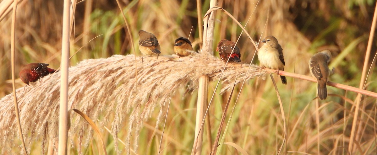 Red Avadavat - ML646126693