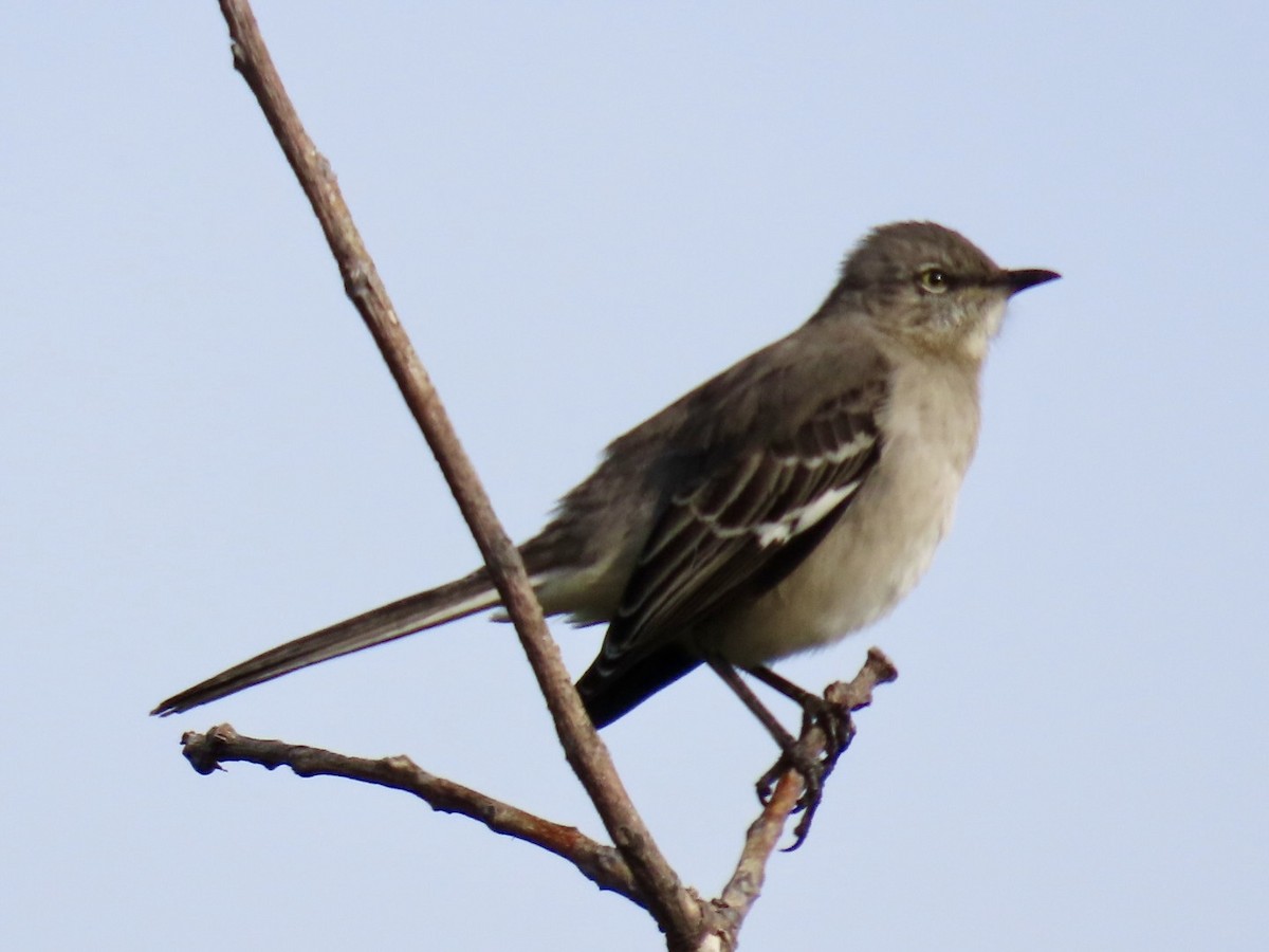 Northern Mockingbird - ML646126694