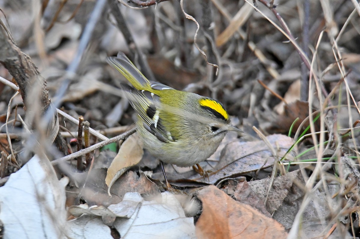 Wintergoldhähnchen - ML646126705