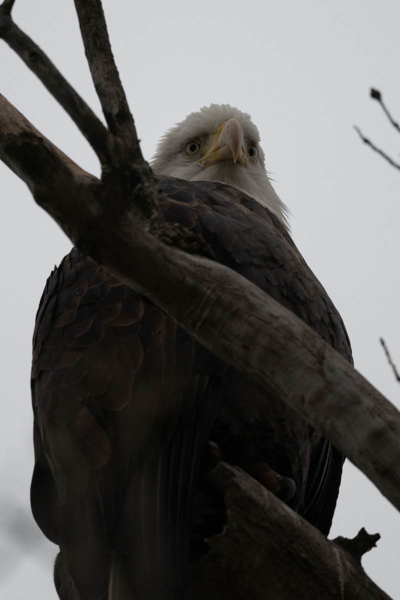 Bald Eagle - ML646126709