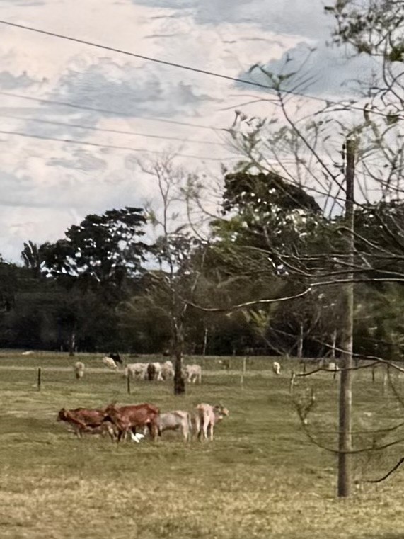 Western Cattle-Egret - ML646126710