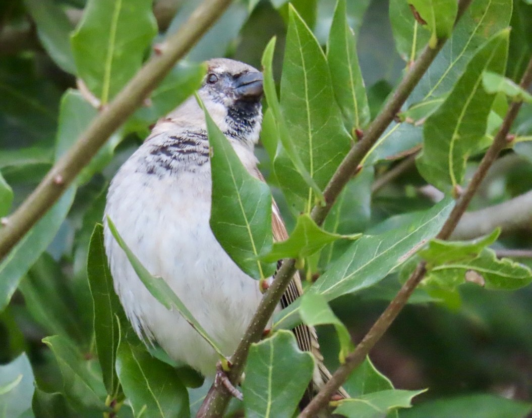 House Sparrow - ML646126715