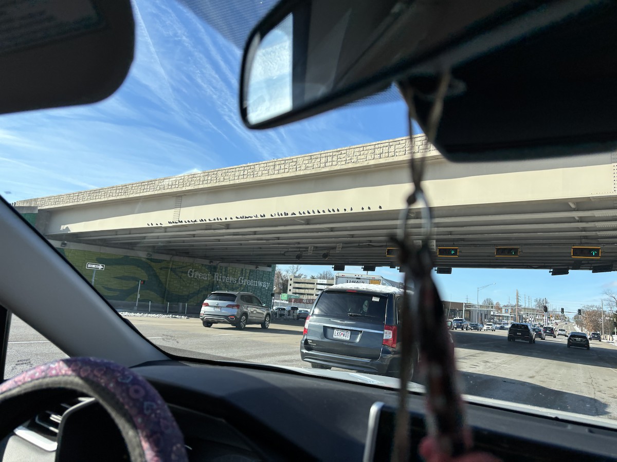 Rock Pigeon (Feral Pigeon) - ML646126716