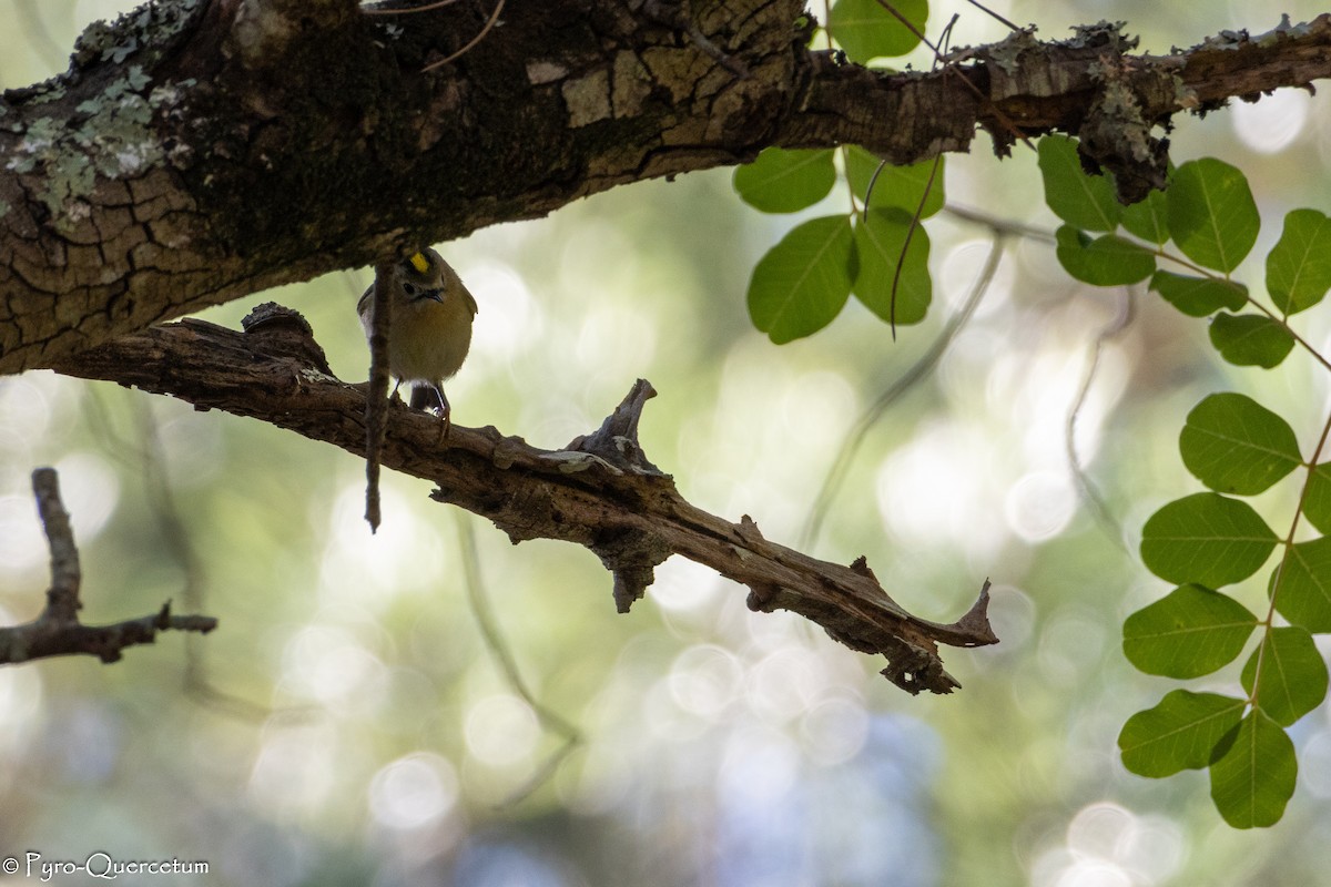 Goldcrest - ML646126718