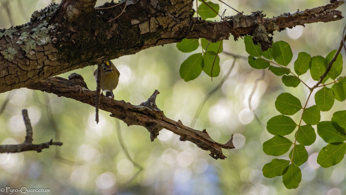 Goldcrest - ML646126719