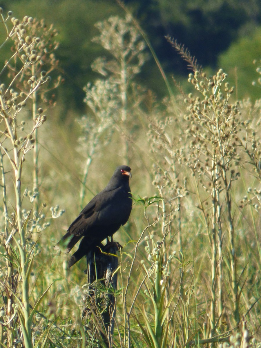 Snail Kite - ML646126720