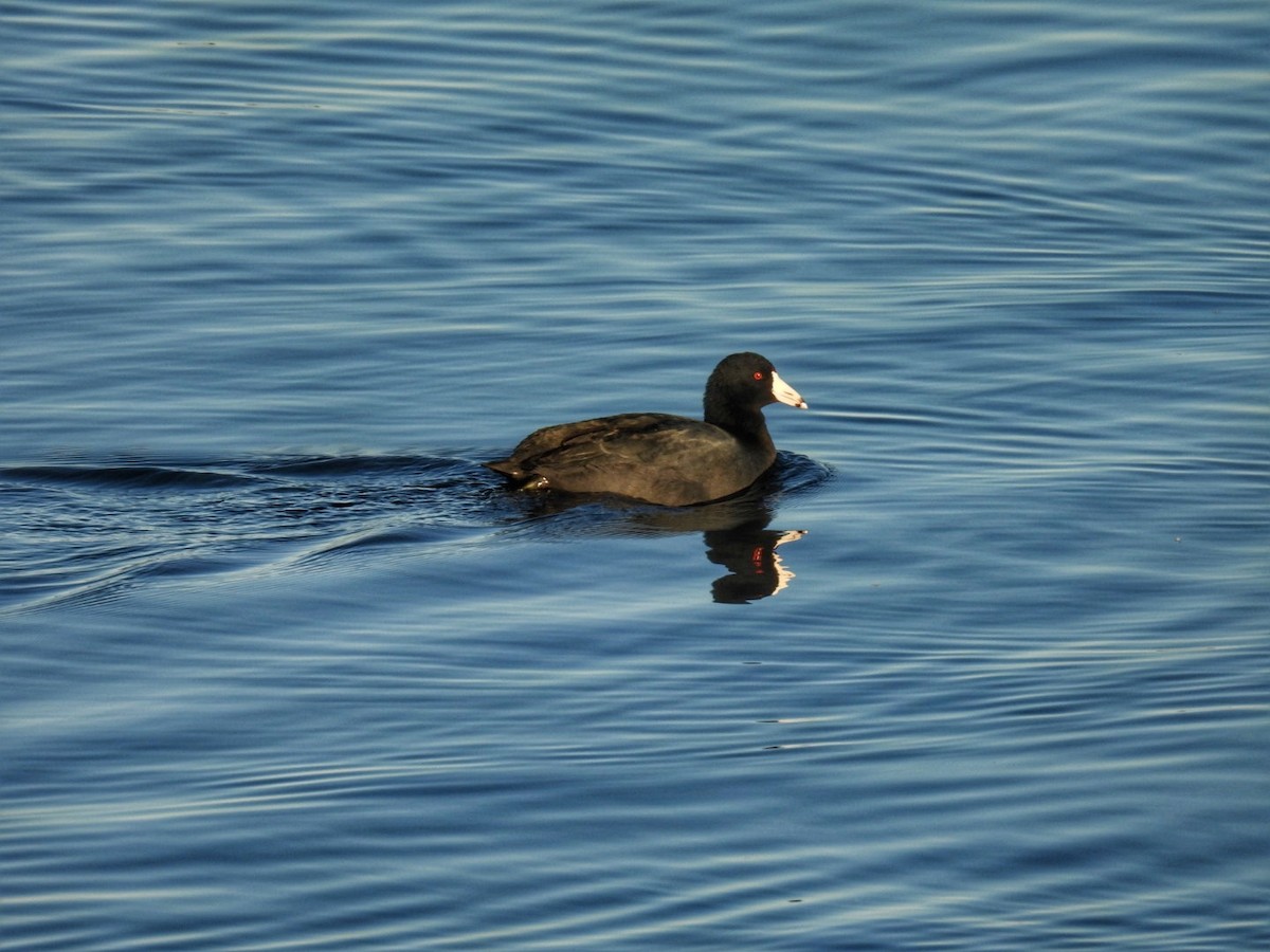 American Coot - ML646126721