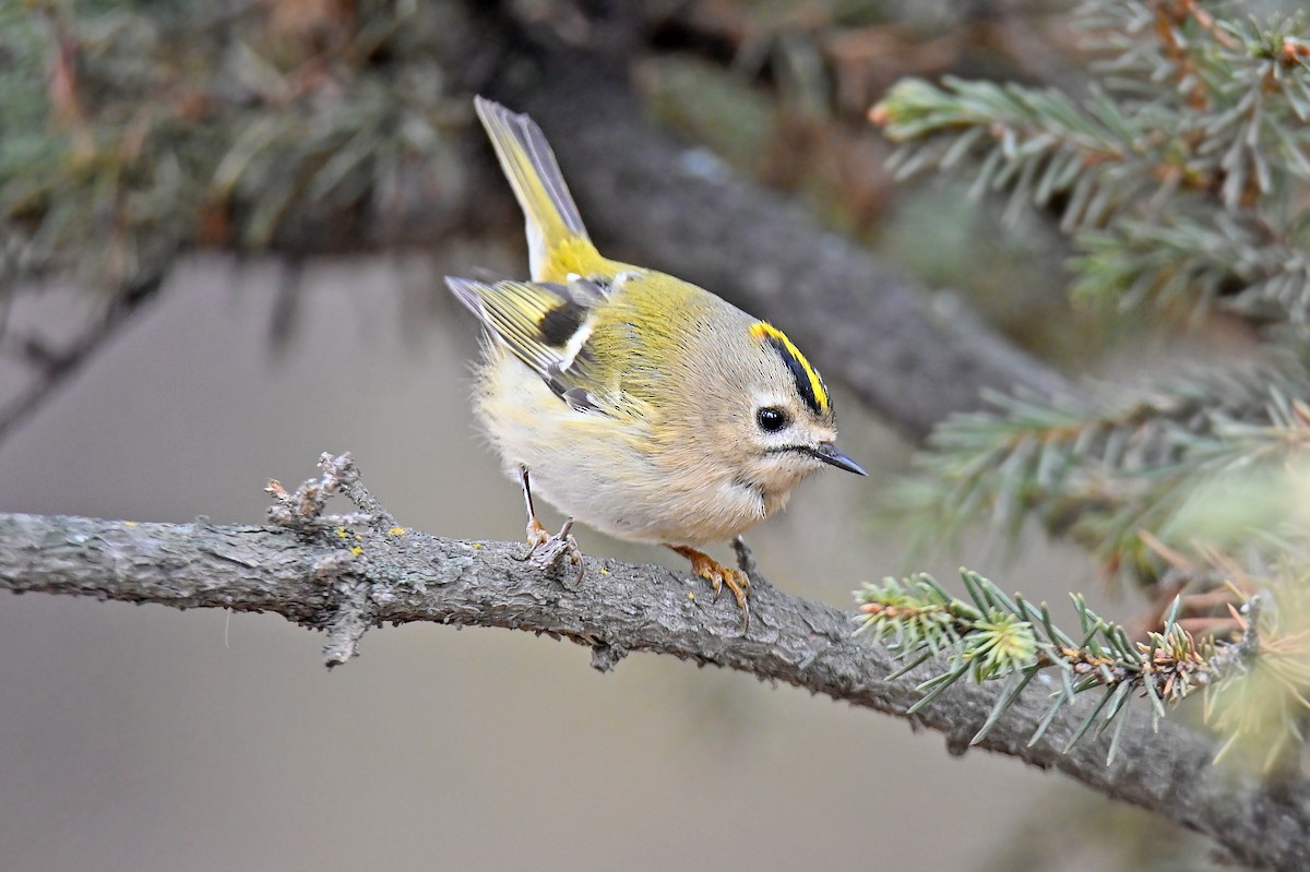 Wintergoldhähnchen - ML646126722