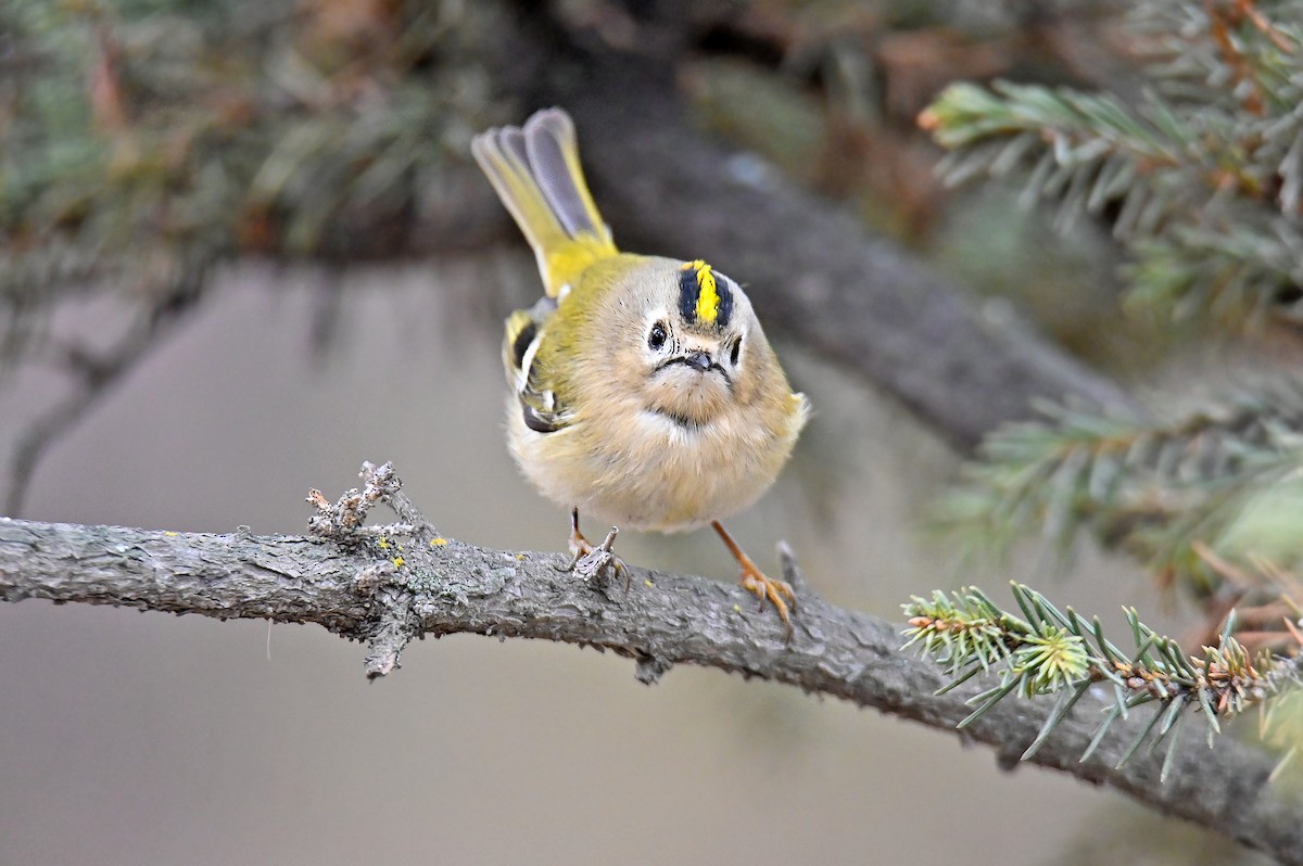 Wintergoldhähnchen - ML646126723