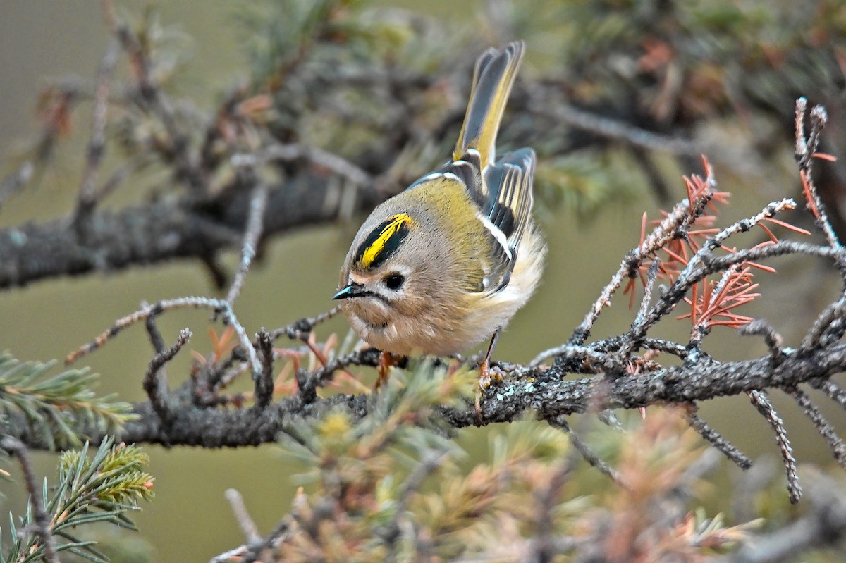 Wintergoldhähnchen - ML646126724