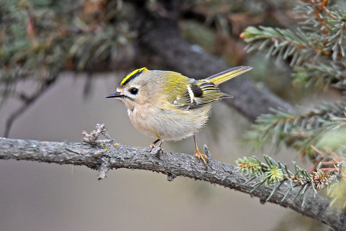 Wintergoldhähnchen - ML646126725