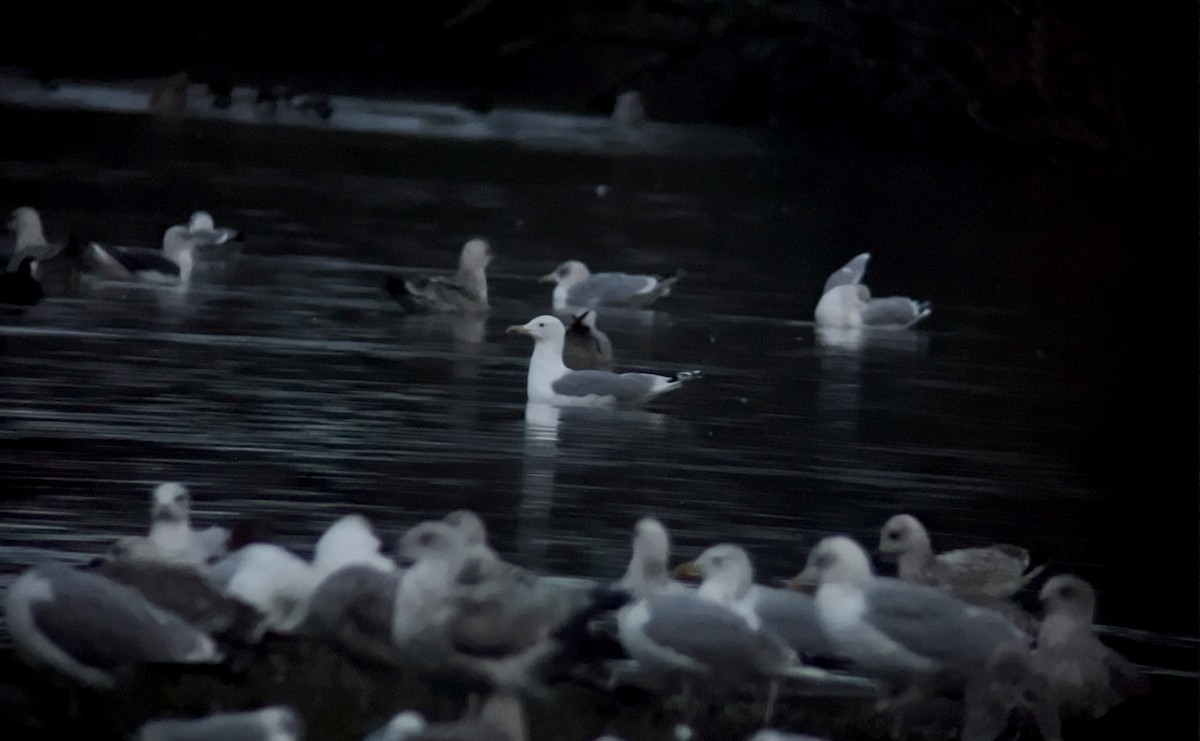 Caspian Gull - ML646126726