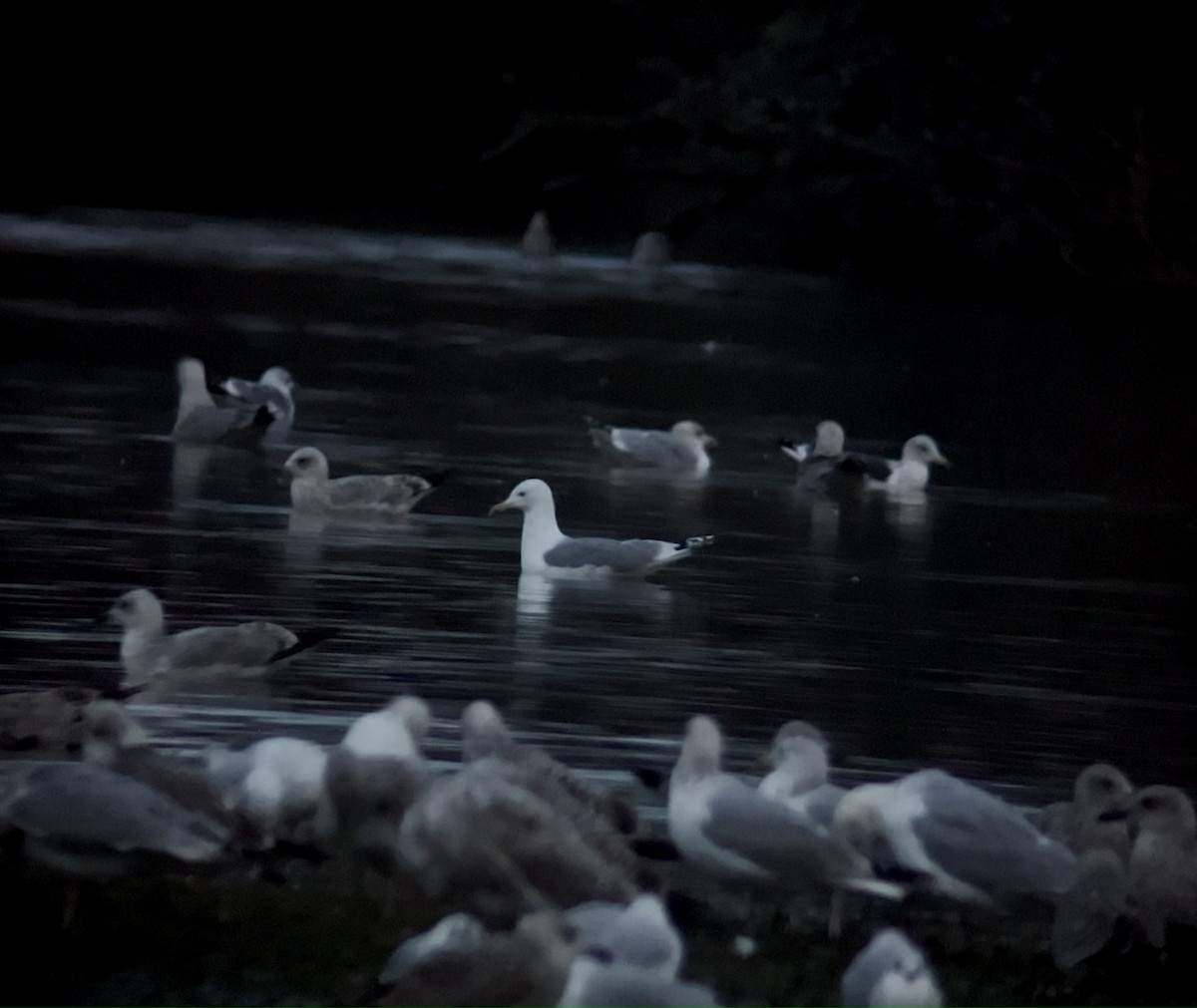 Caspian Gull - ML646126727