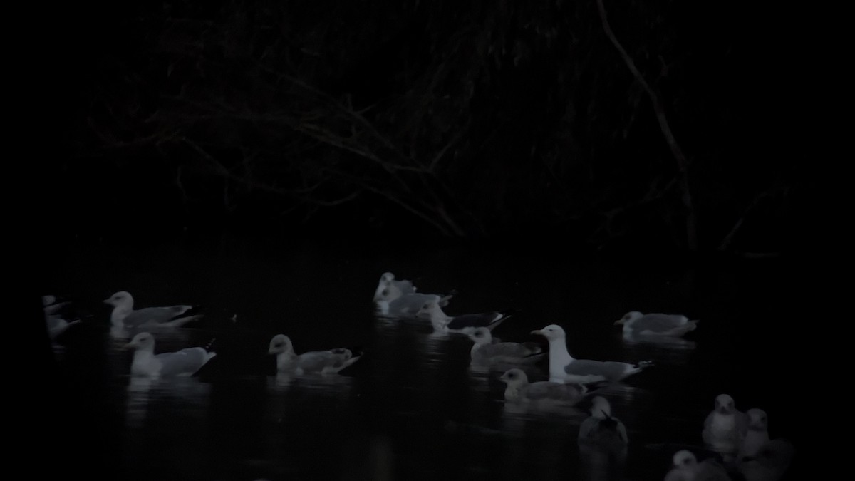 Caspian Gull - ML646126728