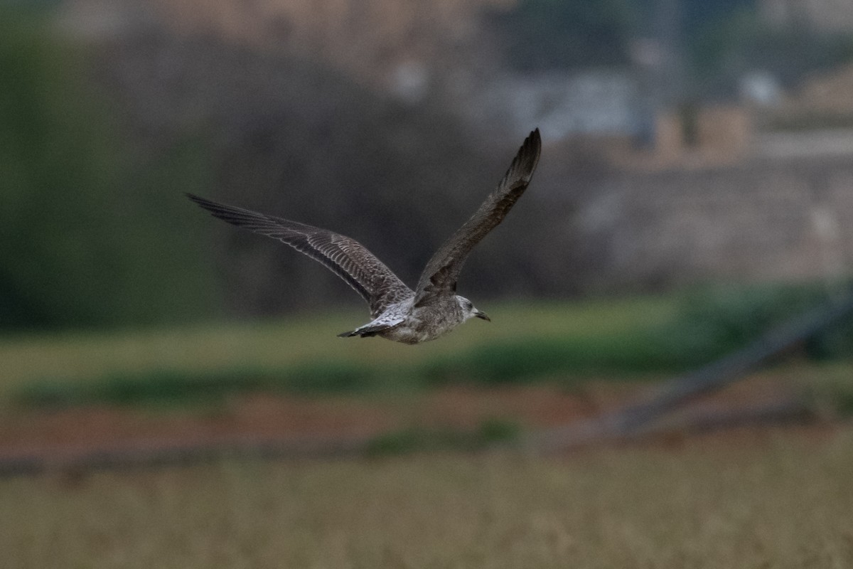 Lesser Black-backed Gull - ML646126733