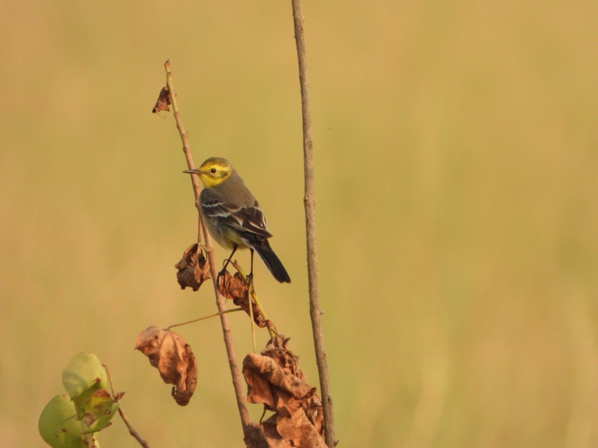Citrine Wagtail - ML646126735