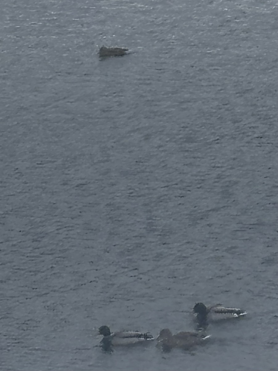 Mallard - ML646126736