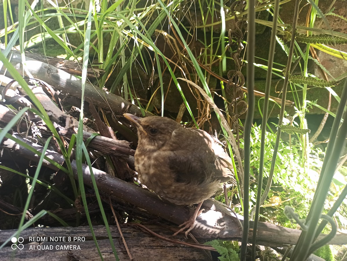 Chiguanco Thrush - ML646126737