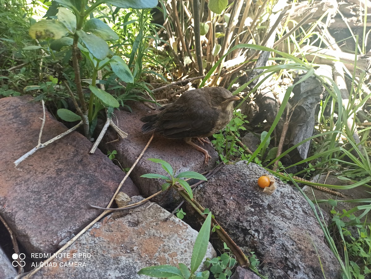 Chiguanco Thrush - ML646126738