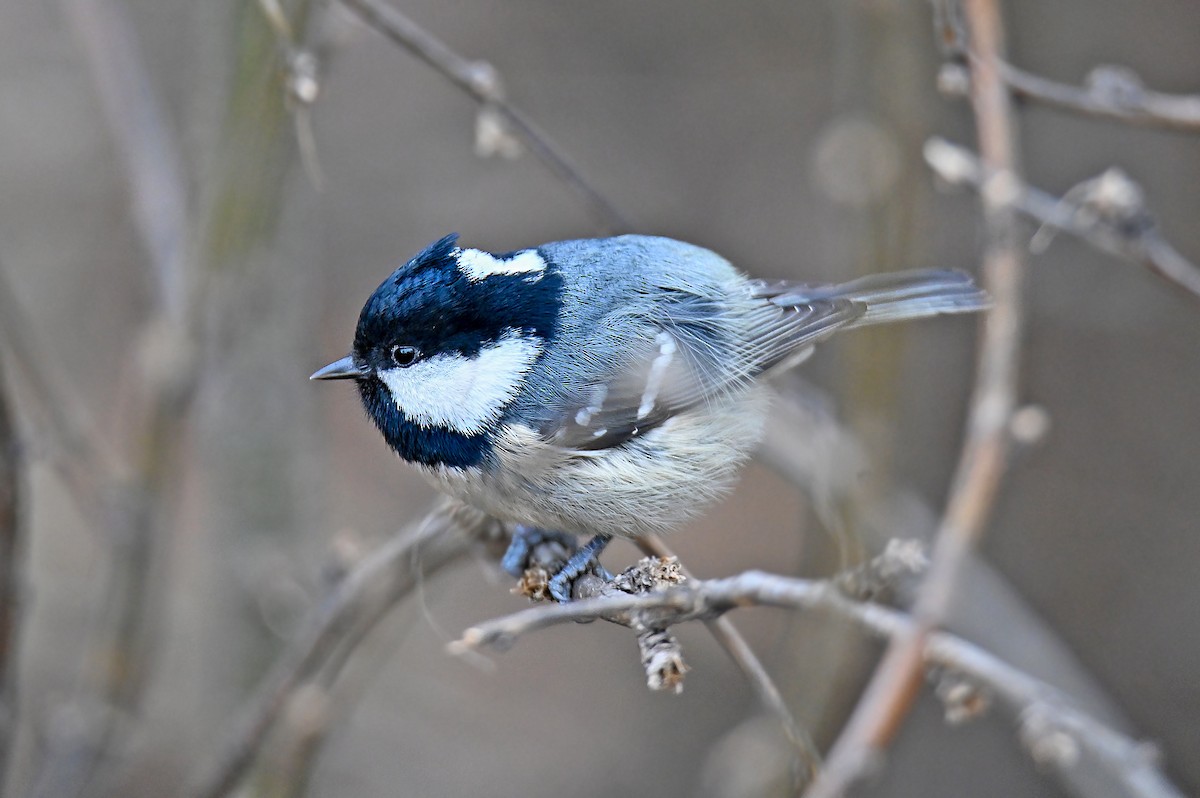 Tannenmeise - ML646126739