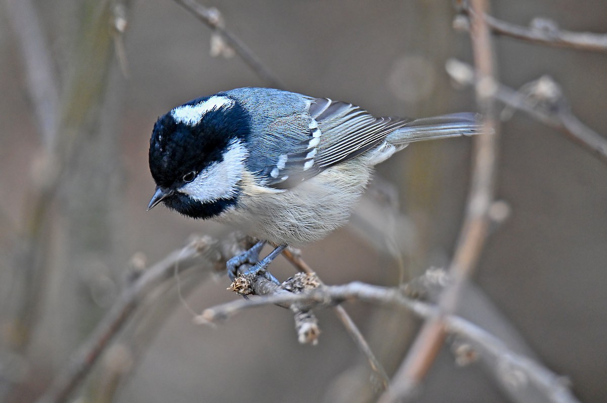 Tannenmeise - ML646126740