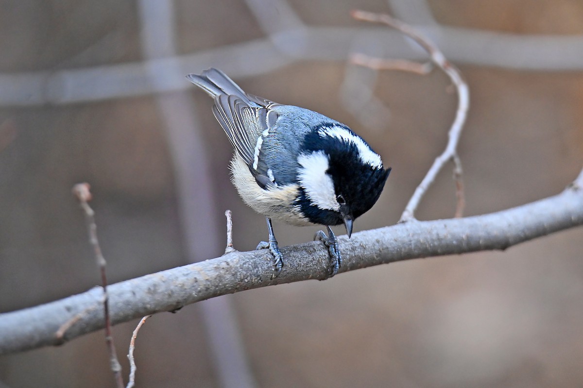 Tannenmeise - ML646126741