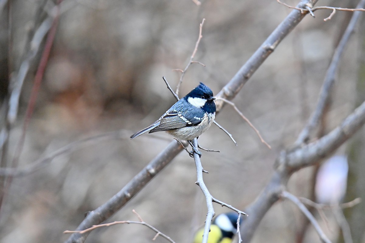 Tannenmeise - ML646126742