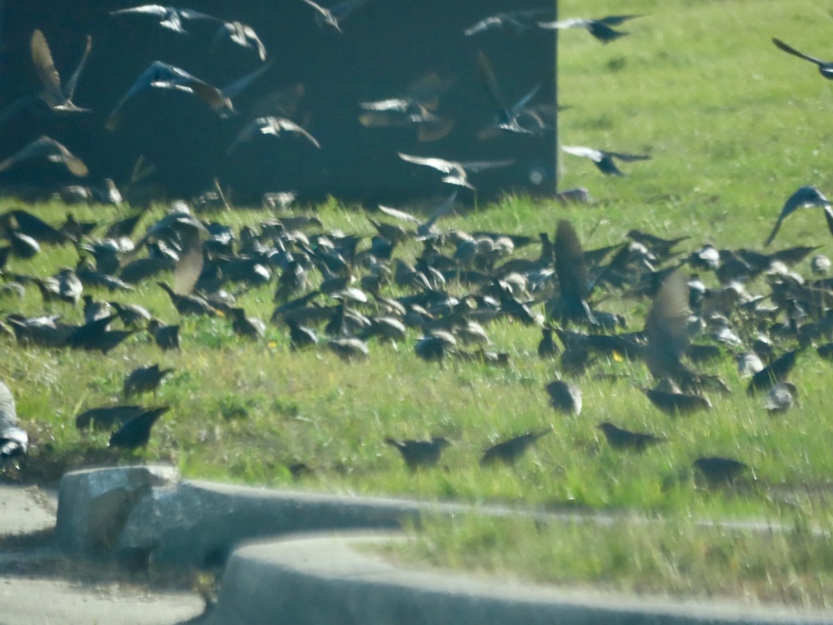 שחרורית חומת-ראש - ML646126745