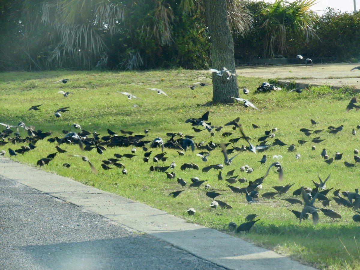 שחרורית חומת-ראש - ML646126746