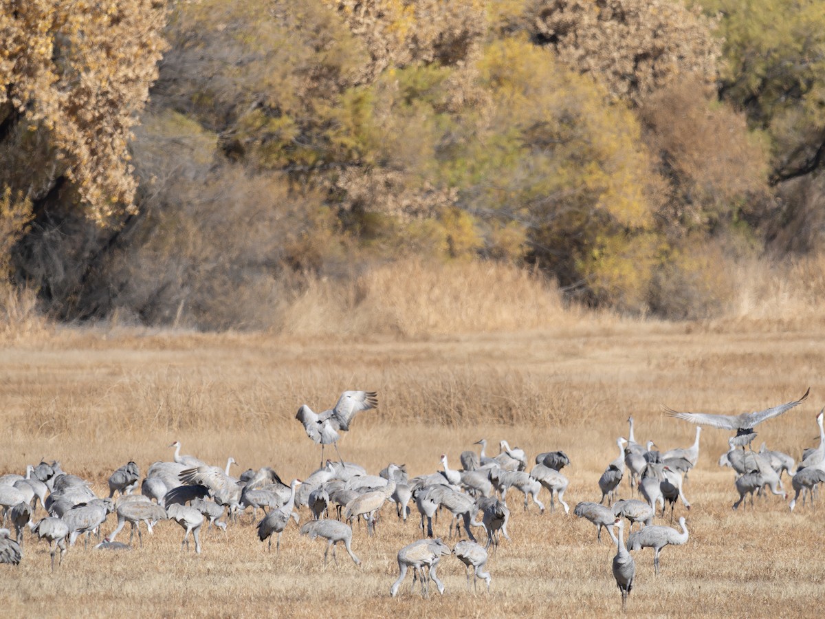 Sandhill Crane - ML646126751