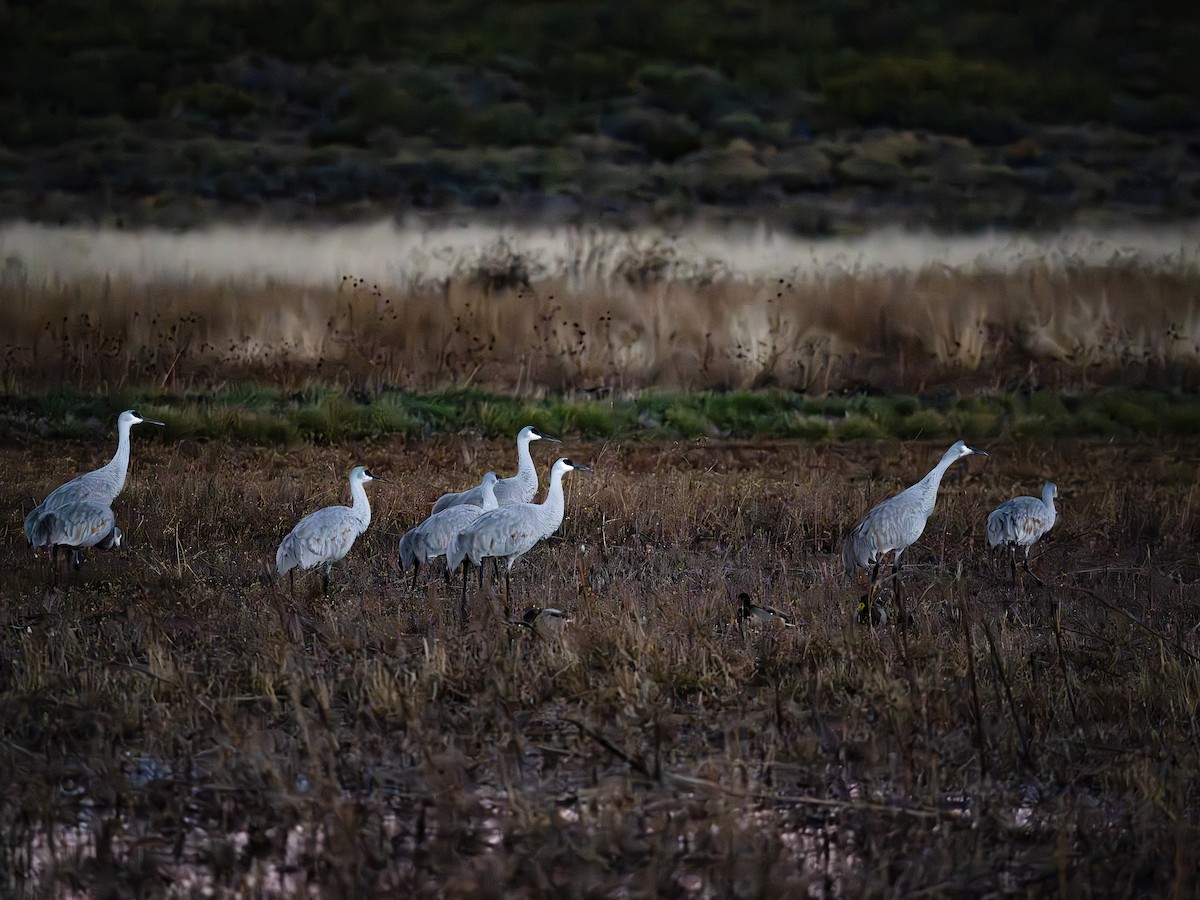 Sandhill Crane - ML646126752