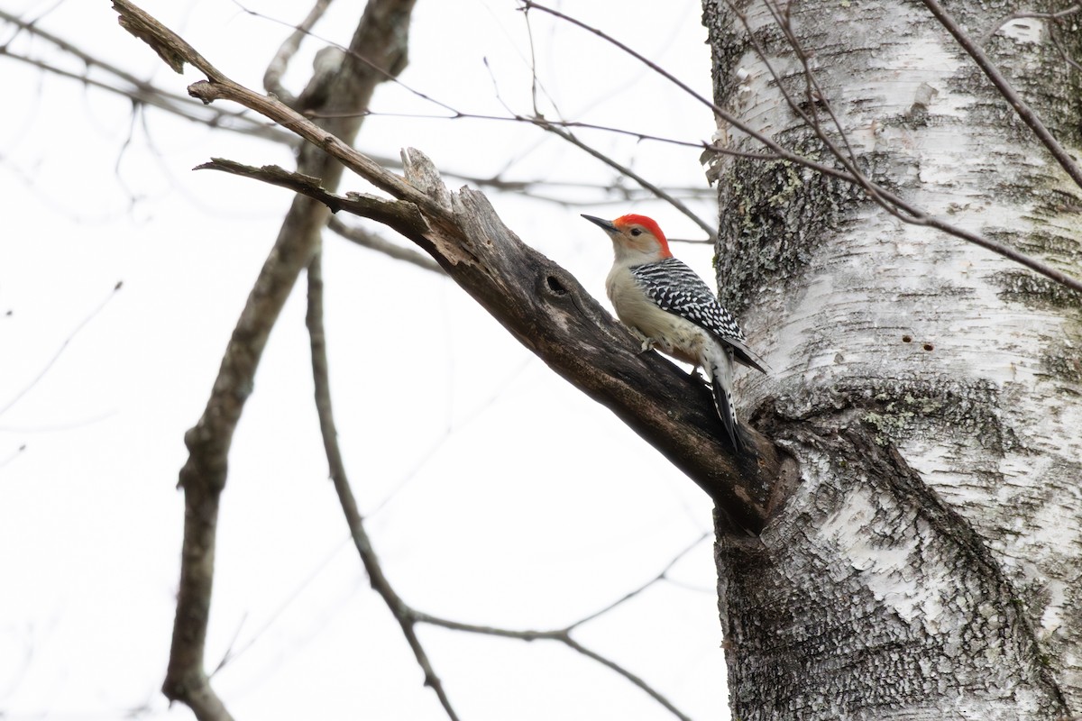 Red-bellied Woodpecker - ML646126753