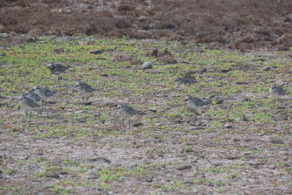 Chorlito Gris - ML646126754