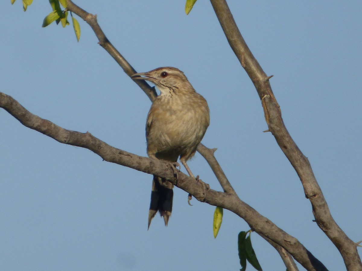 Firewood-gatherer - ML646126758