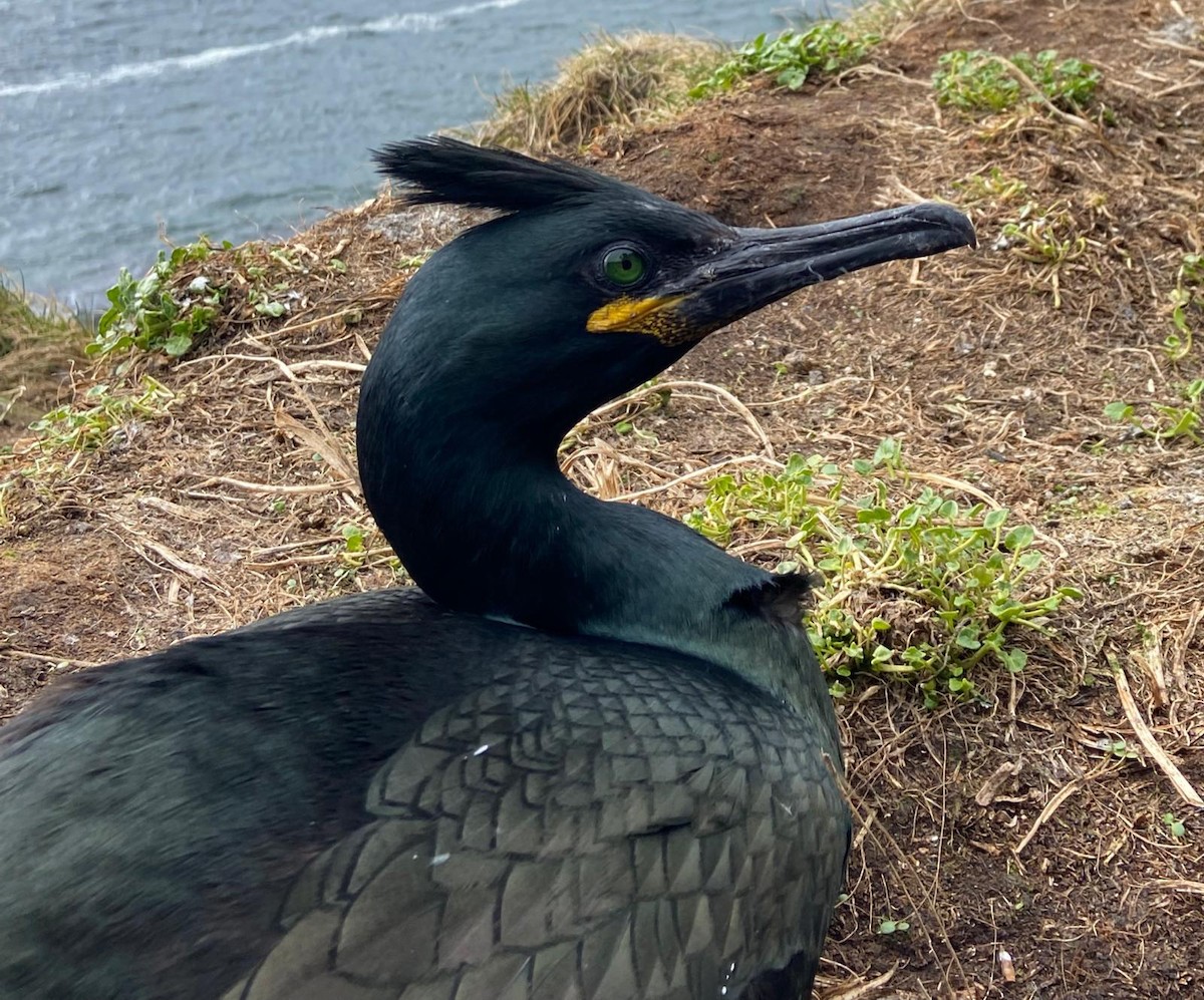 European Shag - ML646126759