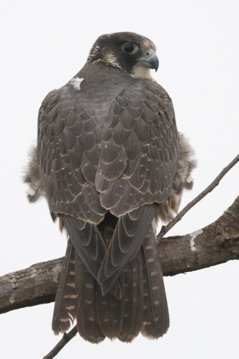 Peregrine Falcon - ML646126760