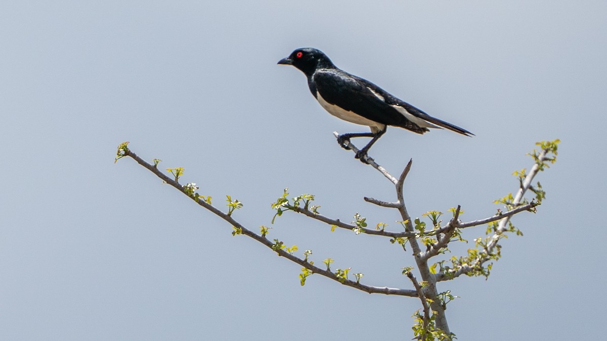 Magpie Starling - ML646126761