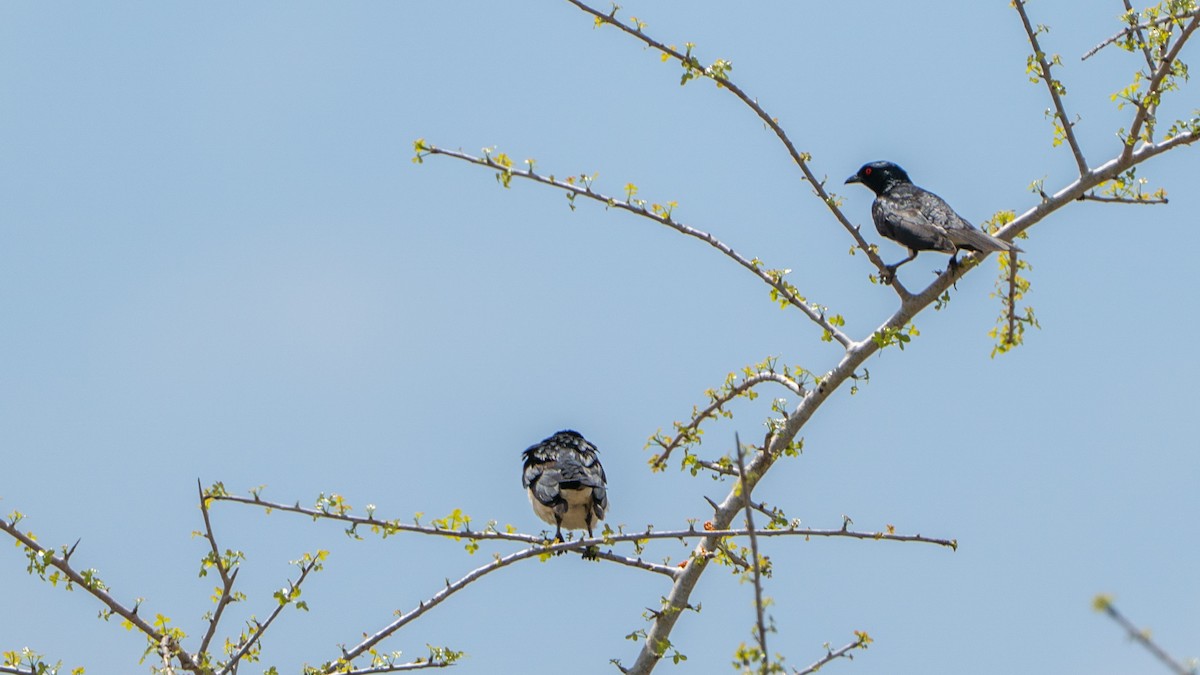 Magpie Starling - ML646126762