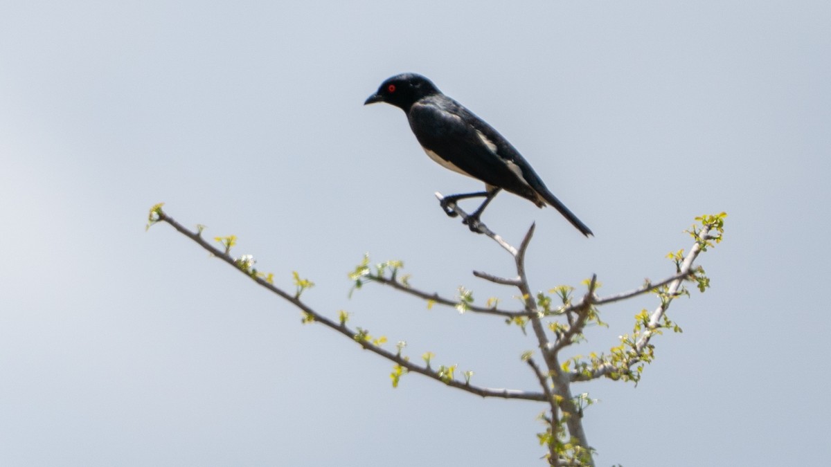 Magpie Starling - ML646126763
