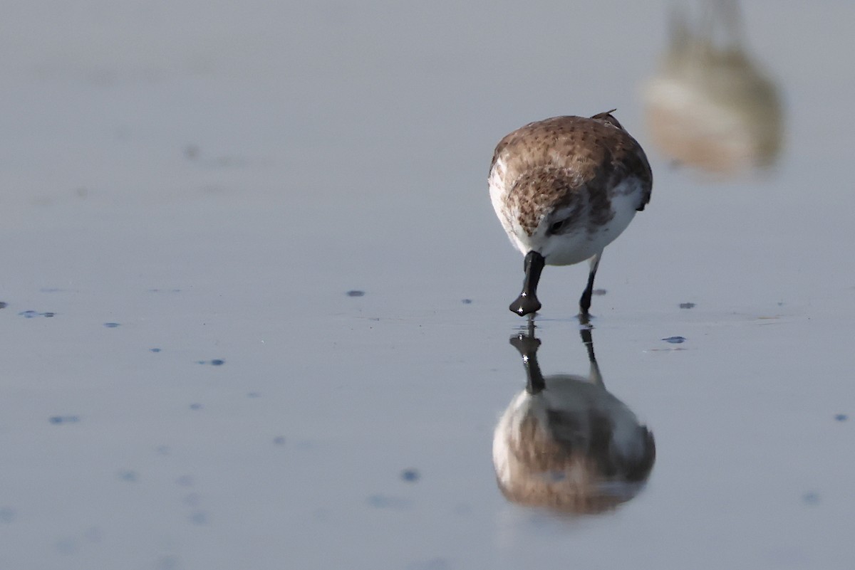 Spoon-billed Sandpiper - ML646126764