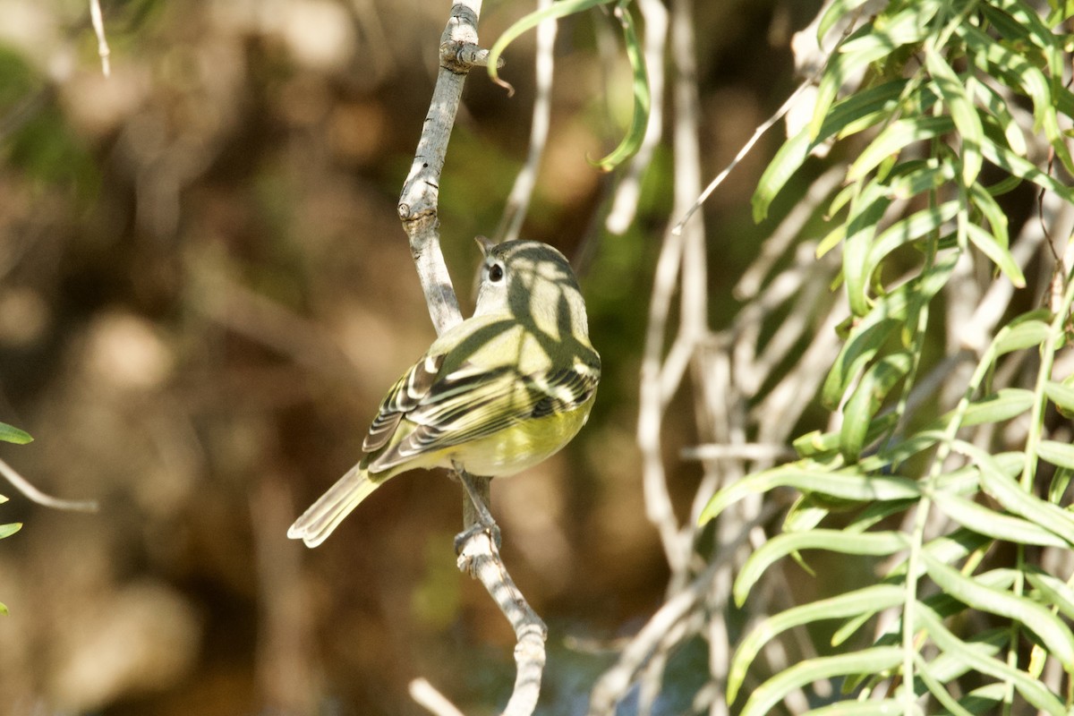 Cassin's Vireo - ML646126767