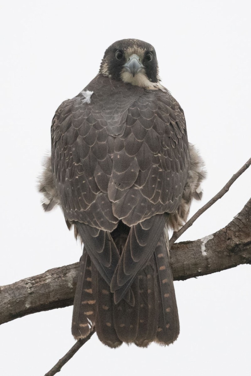 Peregrine Falcon - ML646126769