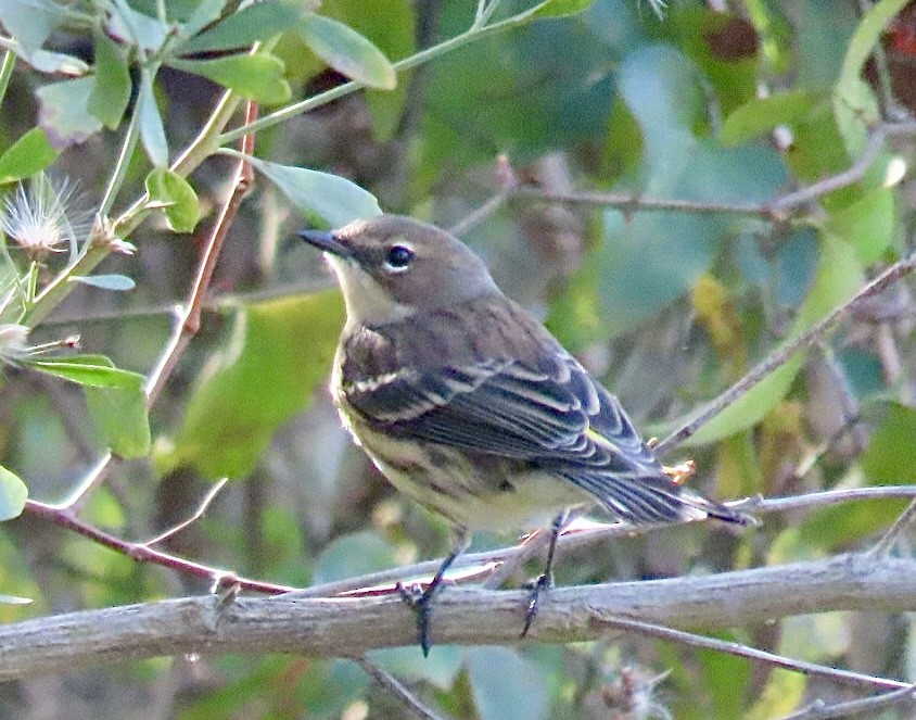 Yellow-rumped Warbler - ML646126770