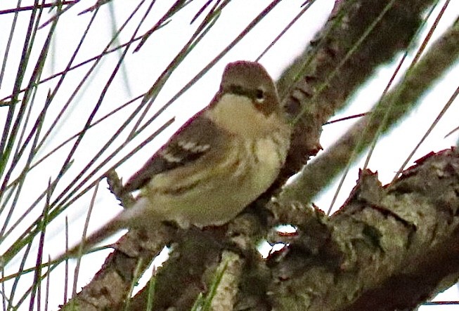Yellow-rumped Warbler - ML646126771