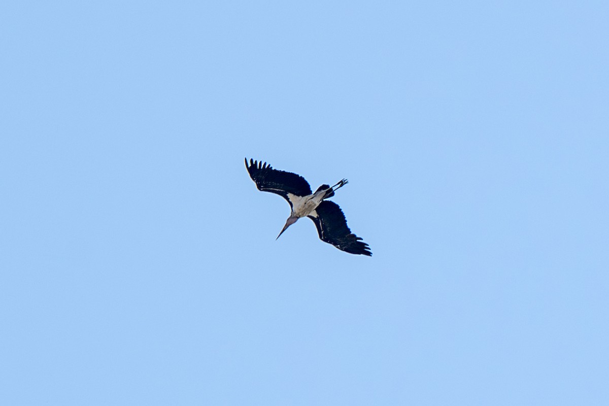 Marabou Stork - ML646126772