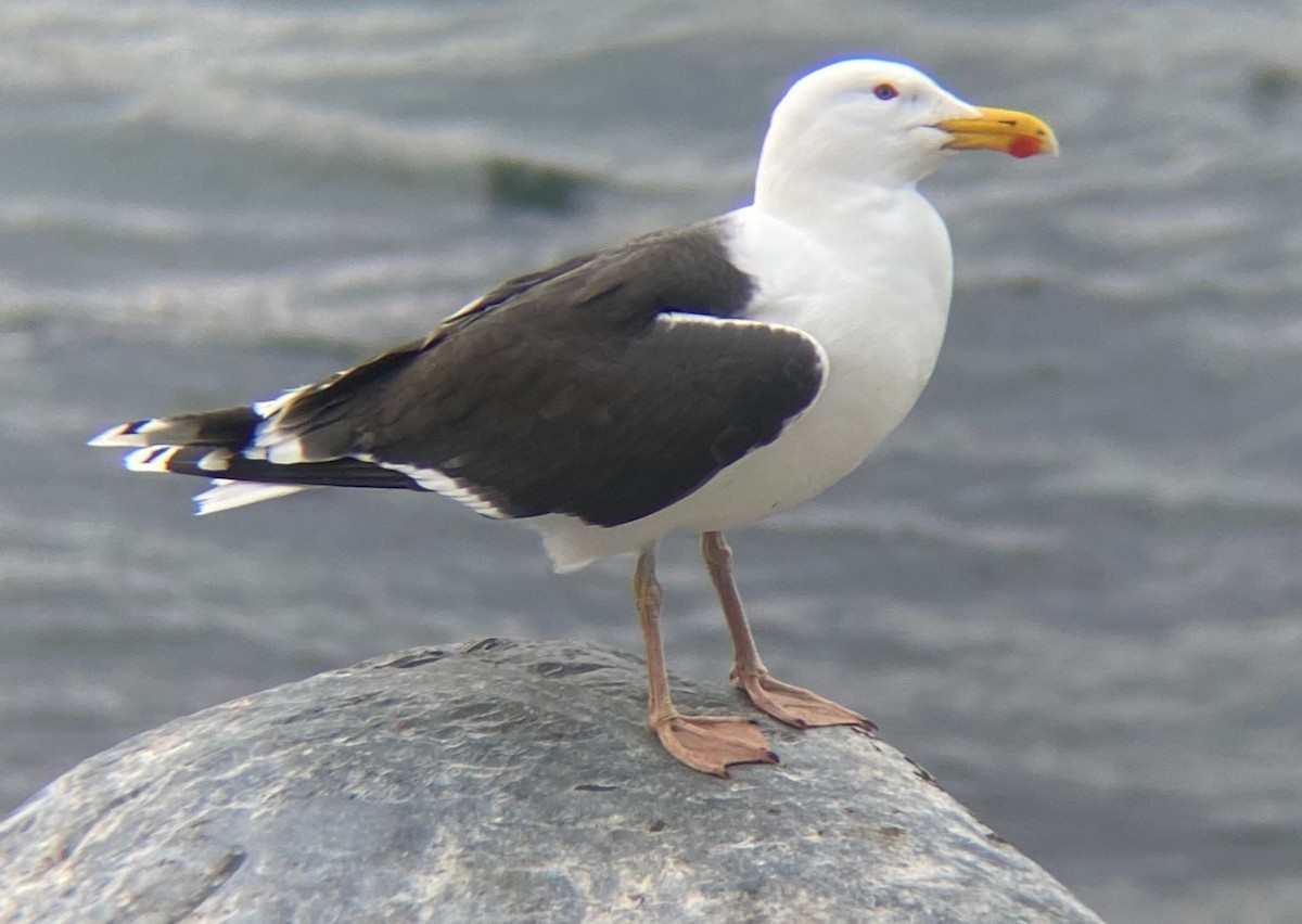 Great Black-backed Gull - ML646126774