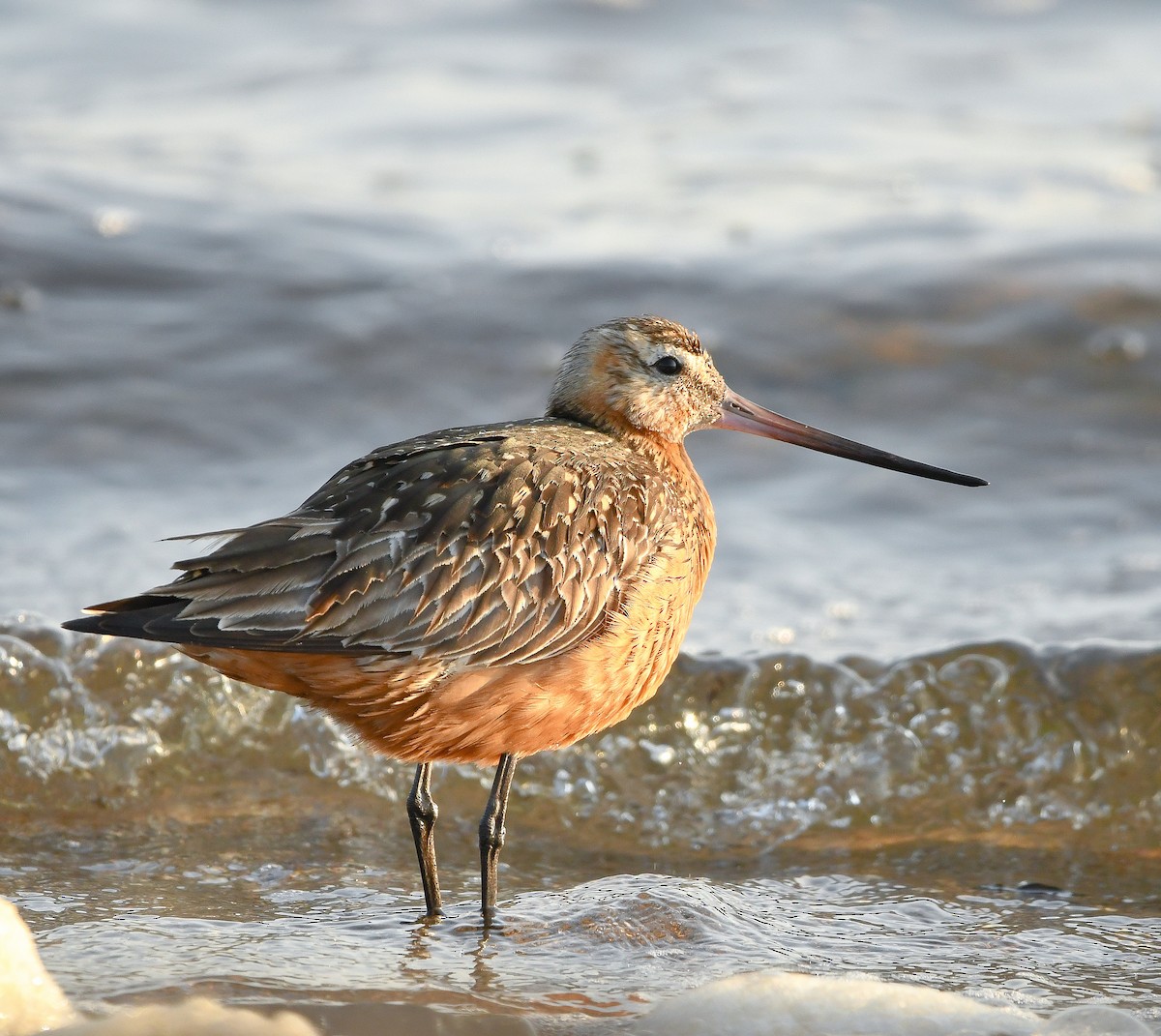 Bar-tailed Godwit - ML646126775
