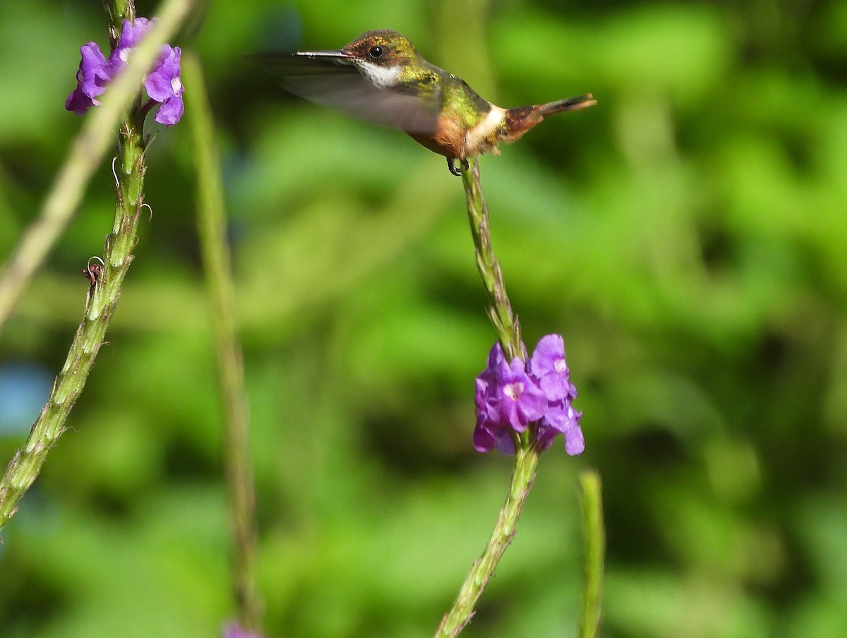 Black-crested Coquette - ML646126778